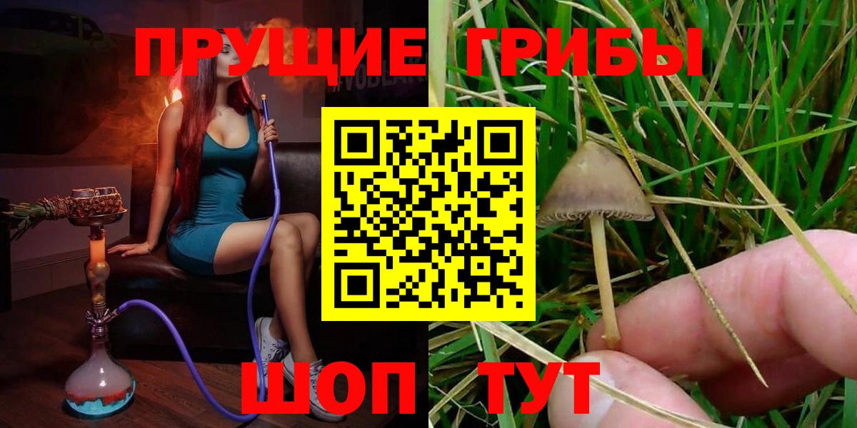 где можно купить наркотик  Вход с VPN  Великий Новгород  Псилоцибиновые грибы Psilocybe 